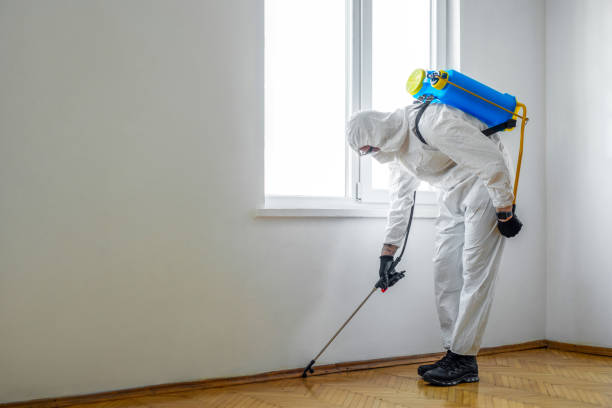Best Wasp Removal Services  in Waimanalo Beach, HI