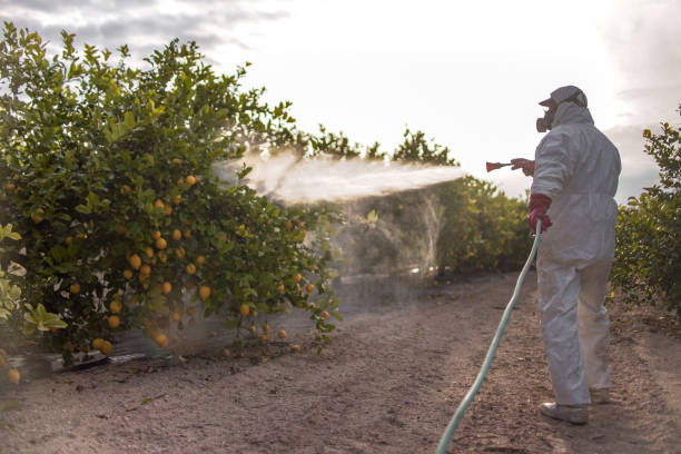 Flea Control Services in Waimanalo Beach, HI