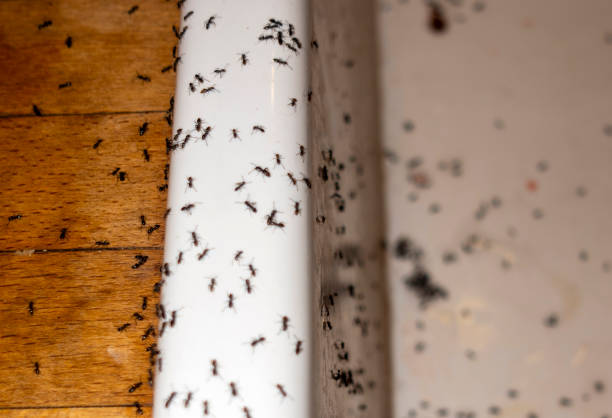 Best Flea Control Services  in Waimanalo Beach, HI